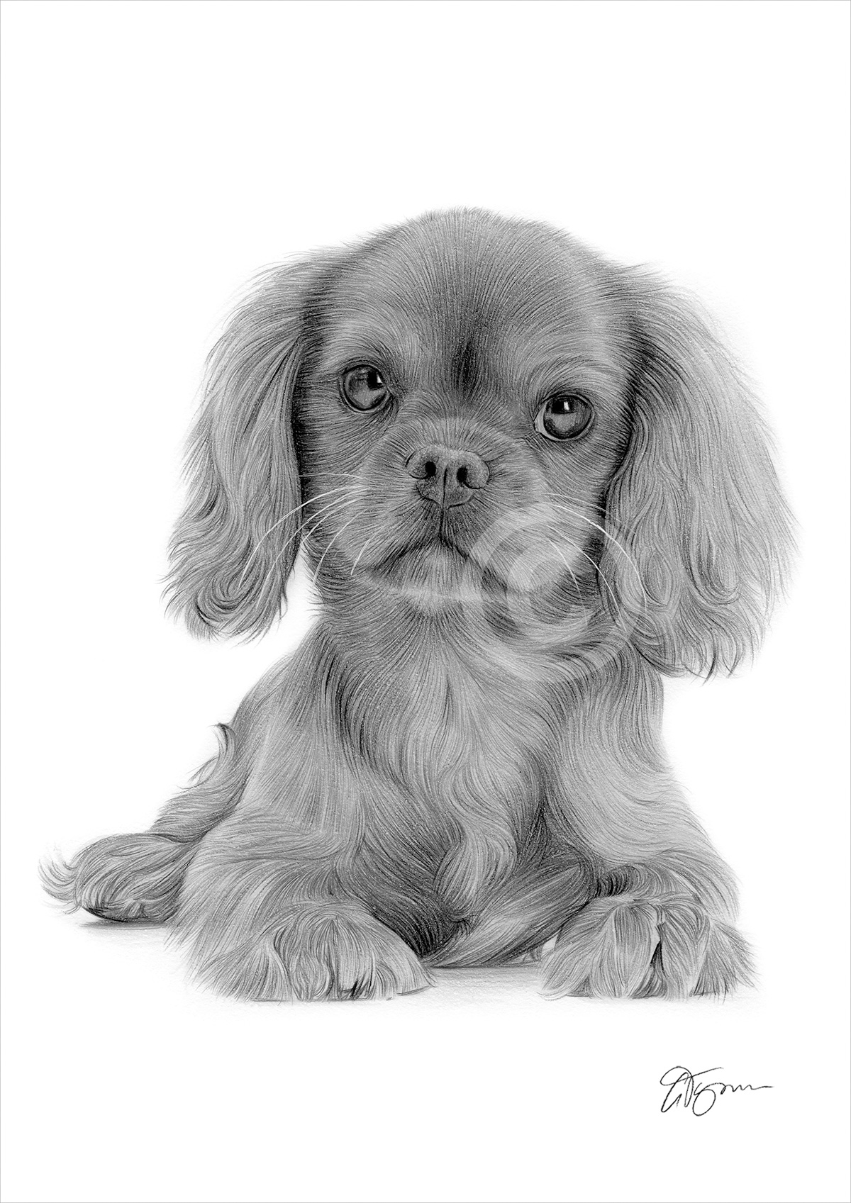 Pencil drawing of a young King Charles Spaniel puppy Pencil drawing of a young King Charles Spaniel puppy by artist Gary Tymon