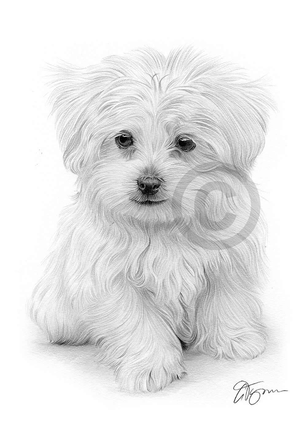 Pencil drawing of a Maltese puppy Pencil drawing of a Maltese puppy by artist Gary Tymon