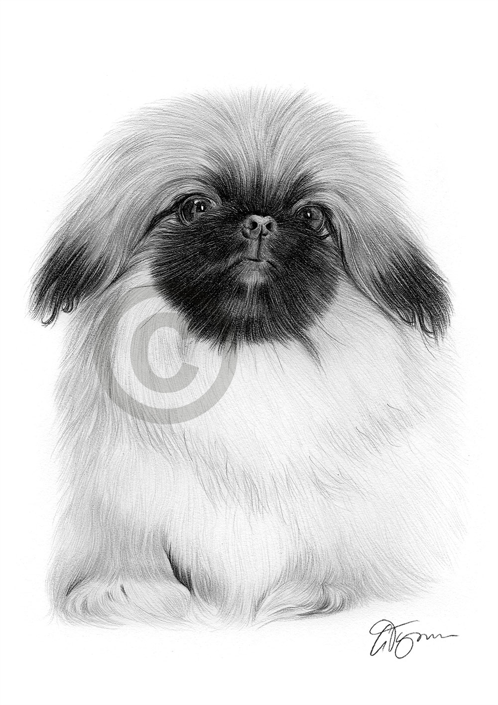 Pencil drawing of a Pekingnese puppy Pencil drawing of a Pekingnese puppy by artist Gary Tymon