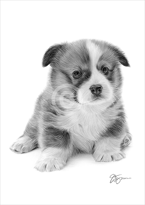 Pencil drawing of a Pembrokeshire Corgi puppy