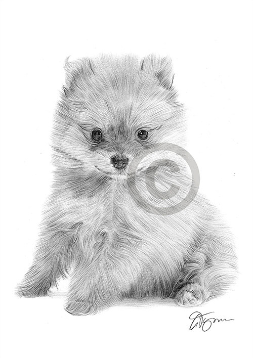 Pencil drawing of a Pomeranian puppy