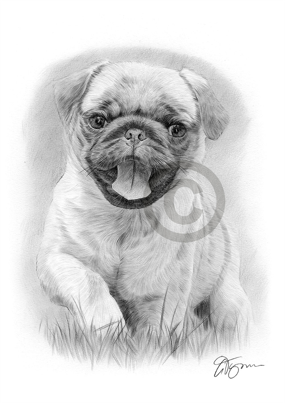 Pencil drawing of a Pug puppy Pencil drawing of a Pug puppy by artist Gary Tymon