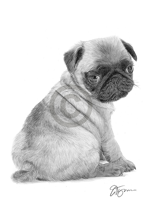 Pencil drawing of a young Pug puppy