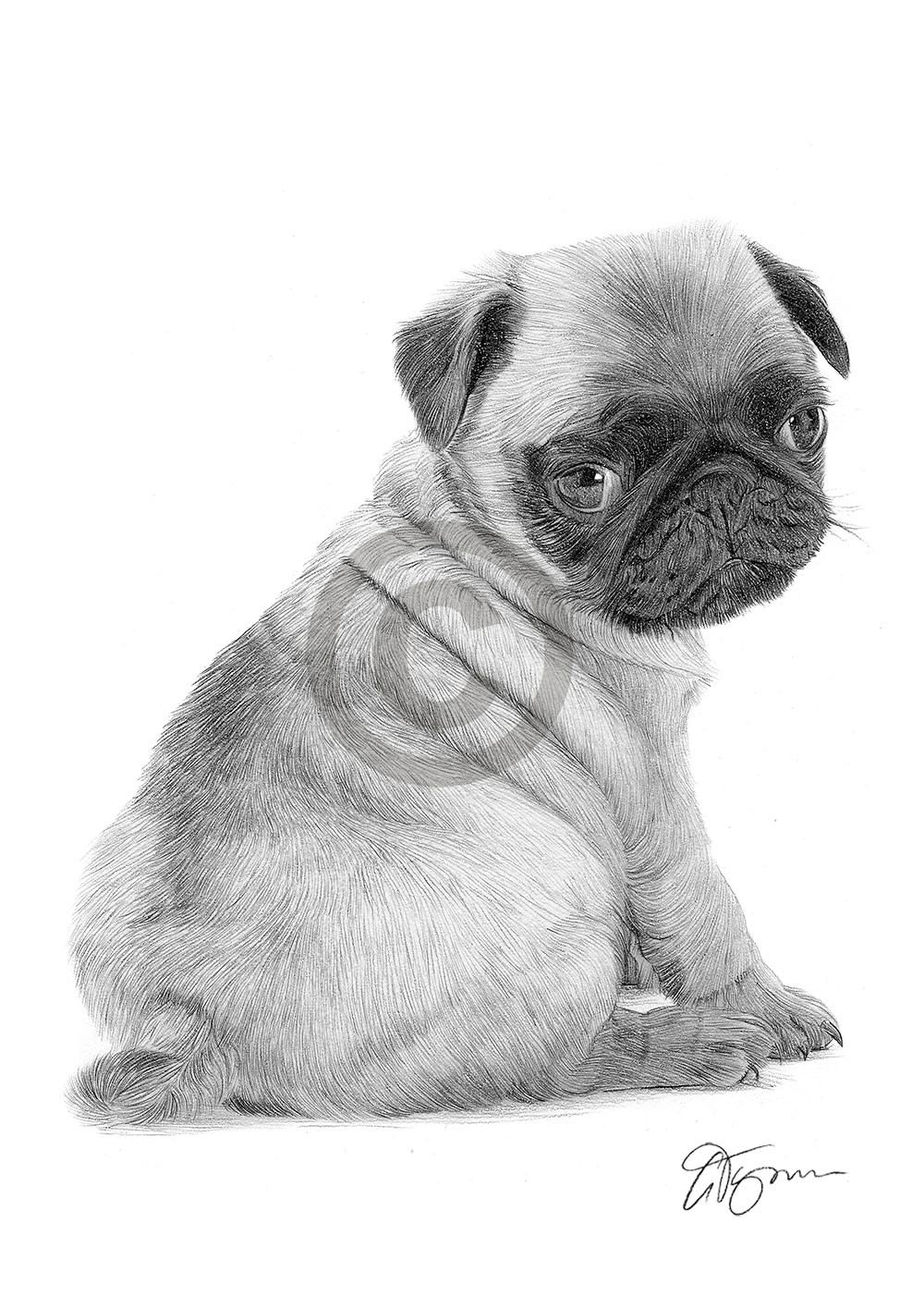Pencil drawing of a young Pug puppy Pencil drawing of a young Pug puppy by artist Gary Tymon