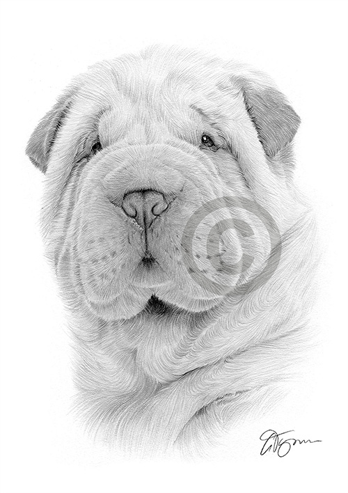 Pencil drawing of a Shar Pei puppy