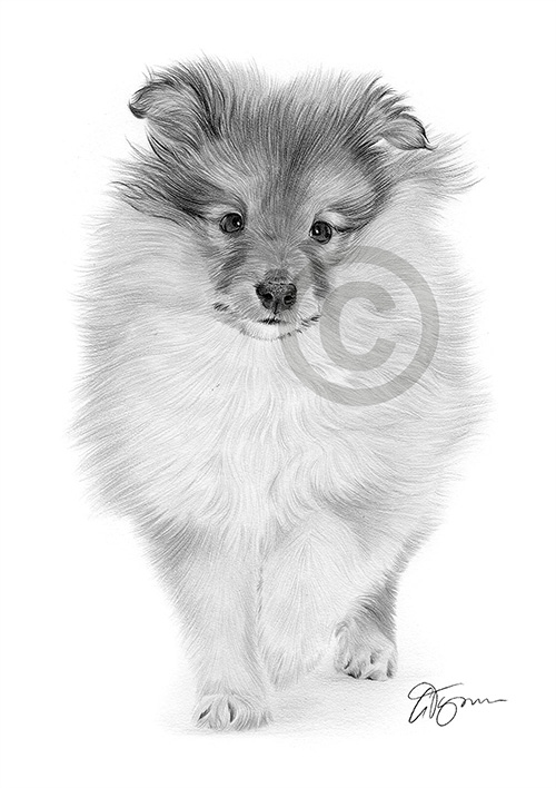 Pencil drawing of a Sheltie puppy