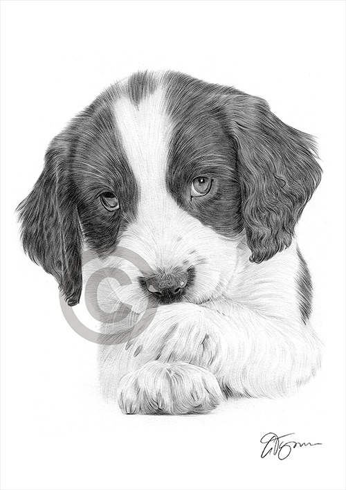 Pencil drawing of a Springer Spaniel puppy