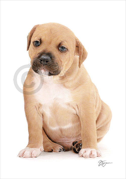 Pencil drawing of a Staffordshire Bull puppy