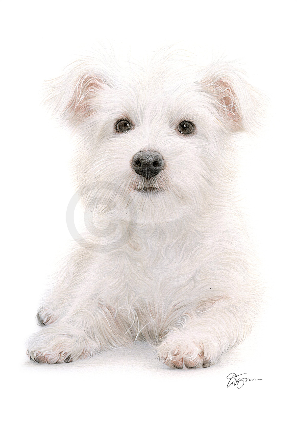 Pencil drawing of a West Highland White Terrier puppy Pencil drawing of a West Highland White Terrier puppy by artist Gary Tymon