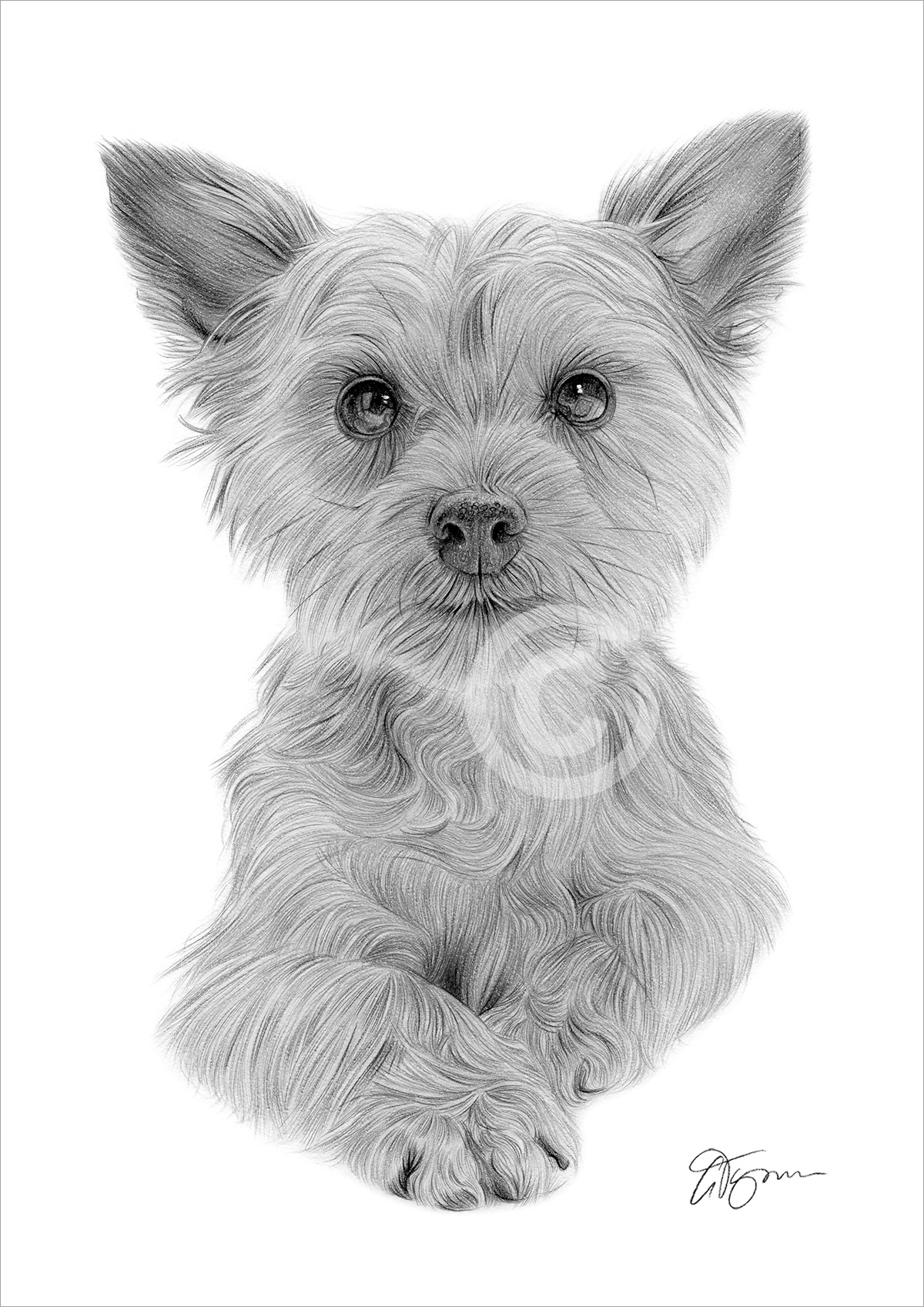 Pencil drawing of a Yorkshire Terrier puppy Pencil drawing of a Yorkshire Terrier puppy by artist Gary Tymon