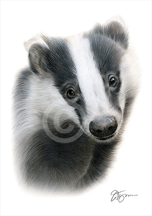 Pencil drawing of a badger in colour