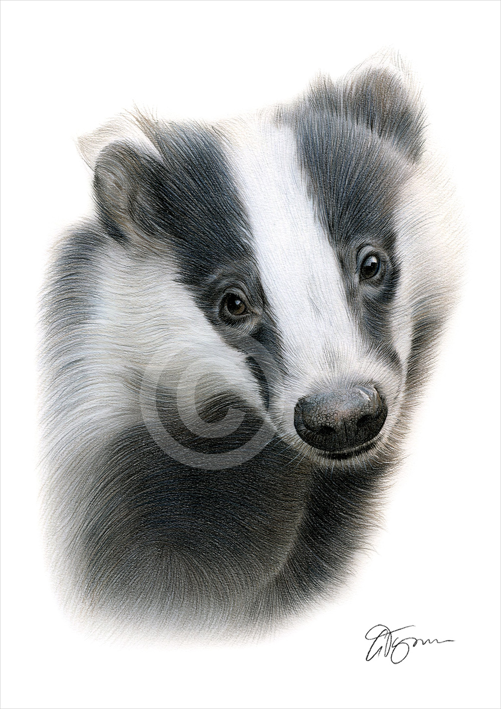 Colour pencil drawing of a Badger by artist Gary Tymon