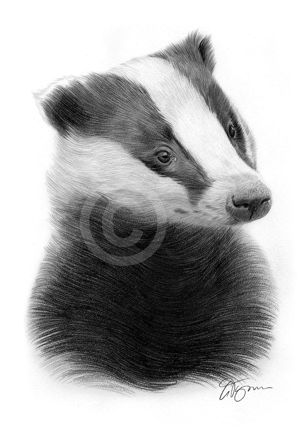 Pencil drawing of a Badger Pencil drawing of a Badger by artist Gary Tymon