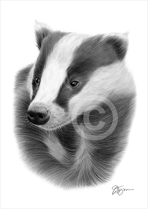 Pencil drawing of a young badger
