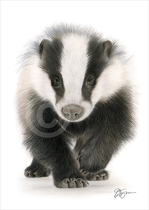 Pencil drawing of a badger walking