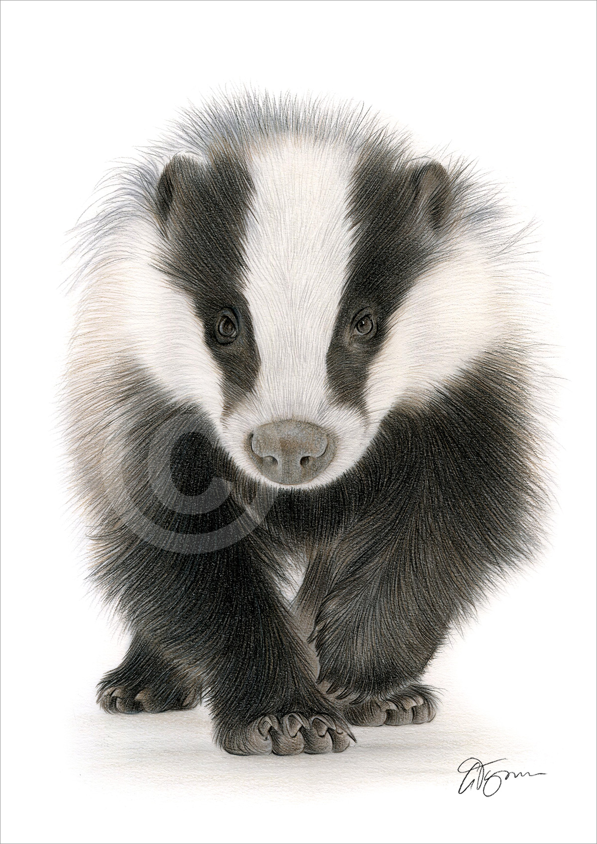 Colour pencil drawing of a Badger walking by artist Gary Tymon