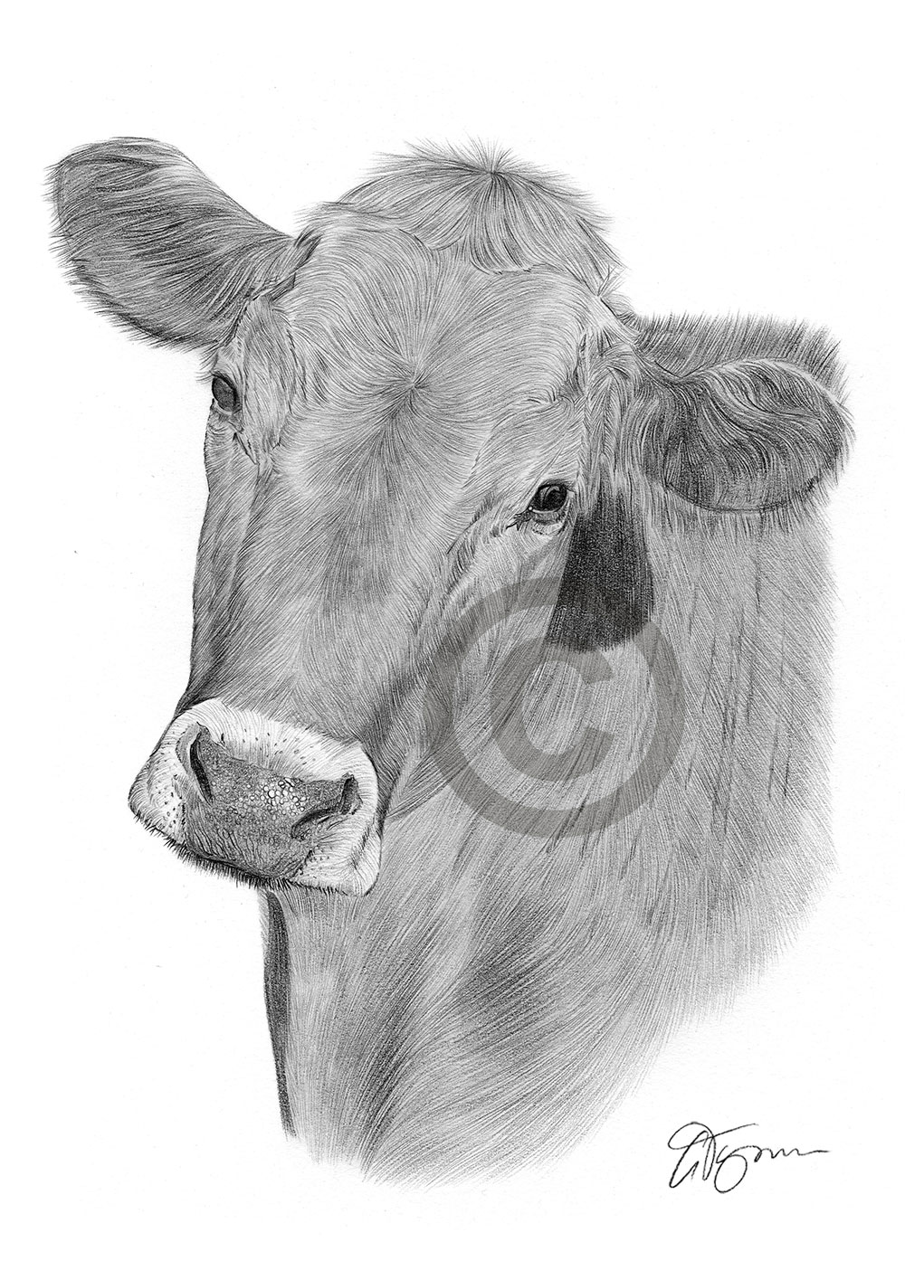 Pencil drawing of a Cow Pencil drawing of a Cow by artist Gary Tymon
