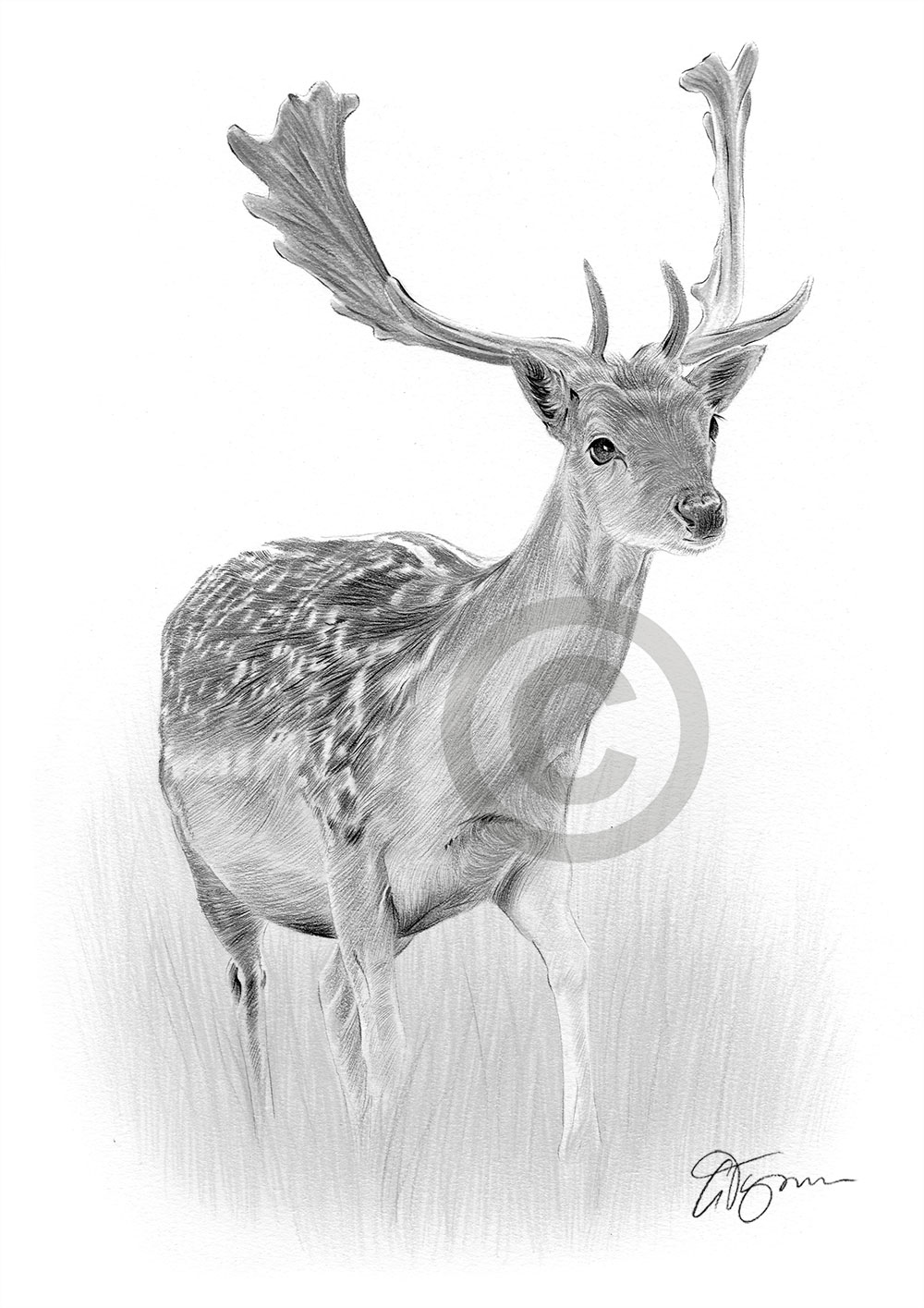 Pencil drawing of a Fallow Deer Pencil drawing of a Fallow Deer by artist Gary Tymon