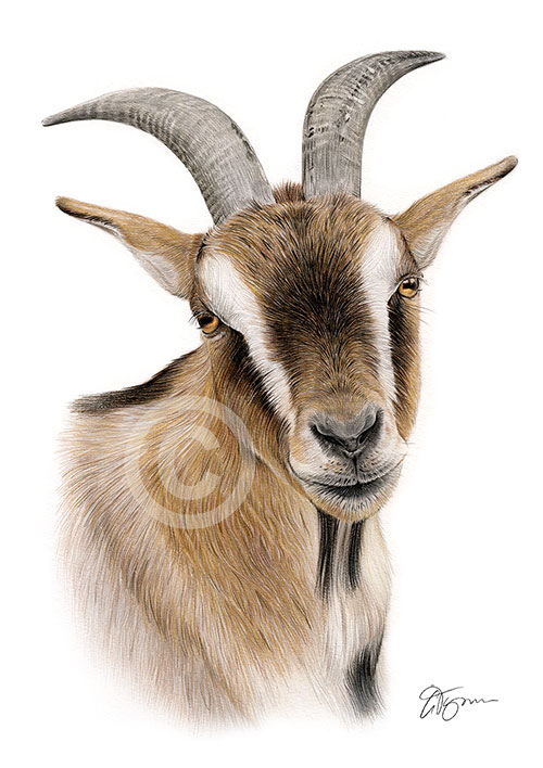 Pencil drawing of a goat