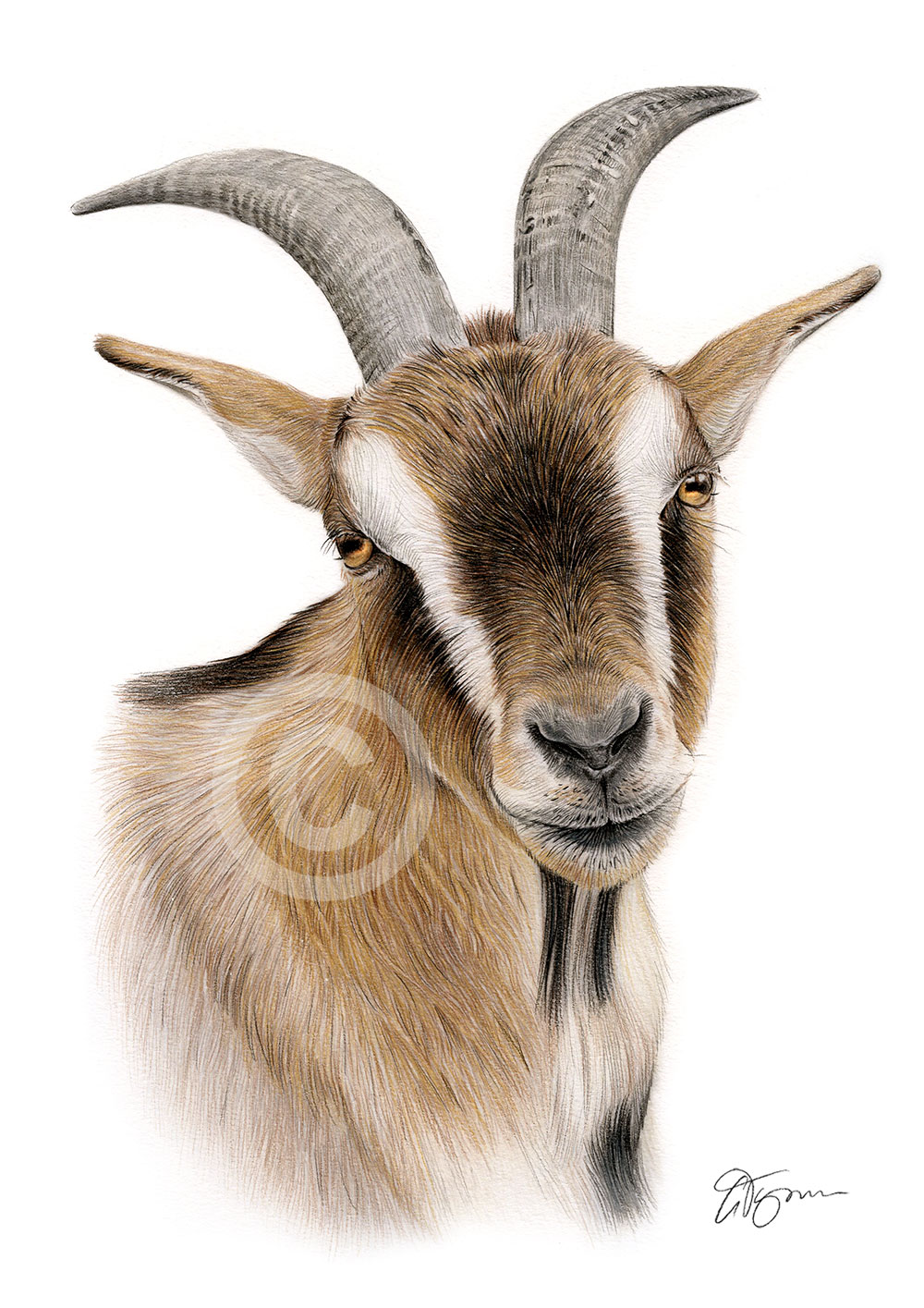 Colour pencil drawing of a Goat Colour pencil drawing of a Goat by artist Gary Tymon