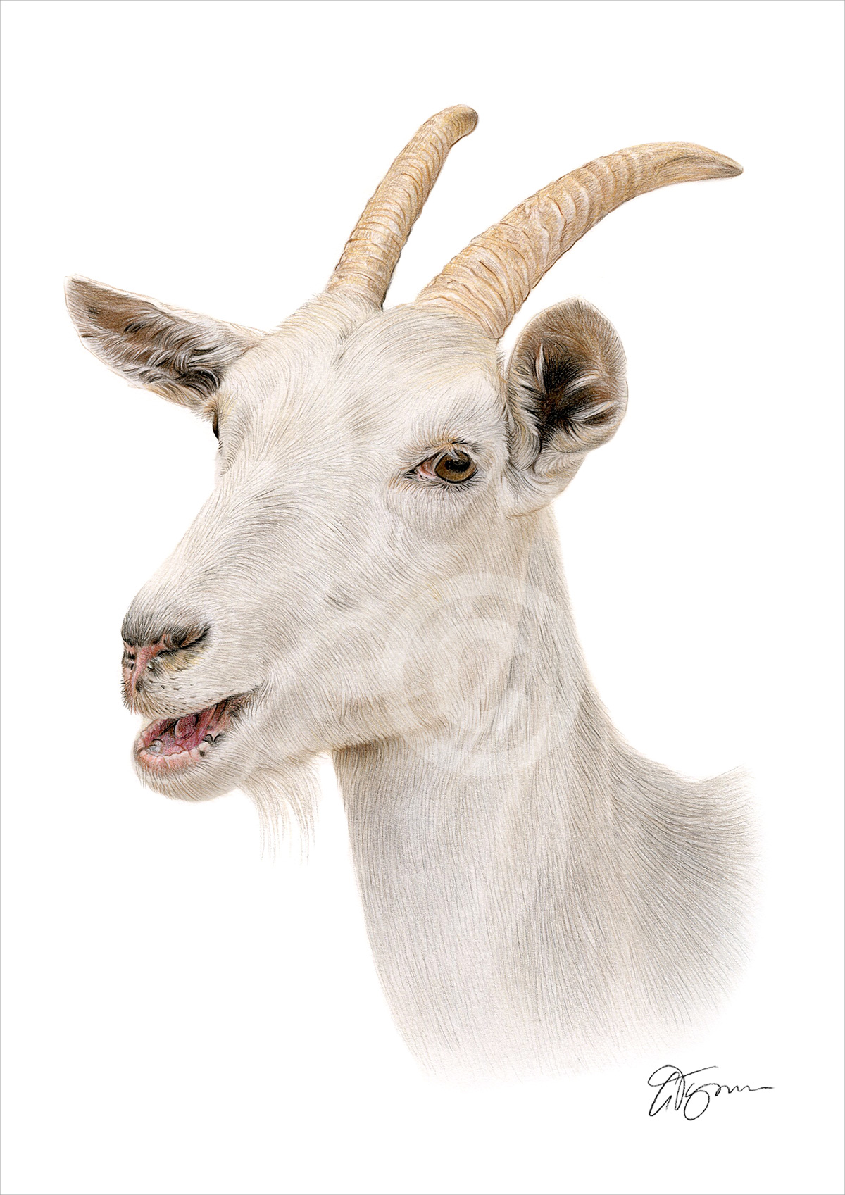 Colour pencil drawing of a white Goat Colour pencil drawing of a white Goat by artist Gary Tymon