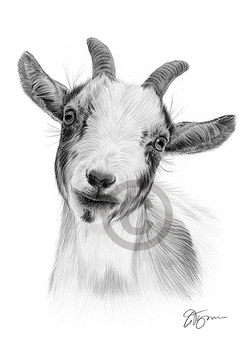 Pencil drawing of a pygmy goat
