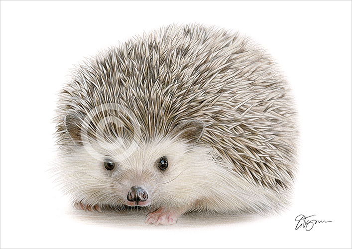 Pencil drawing of a hedgehog