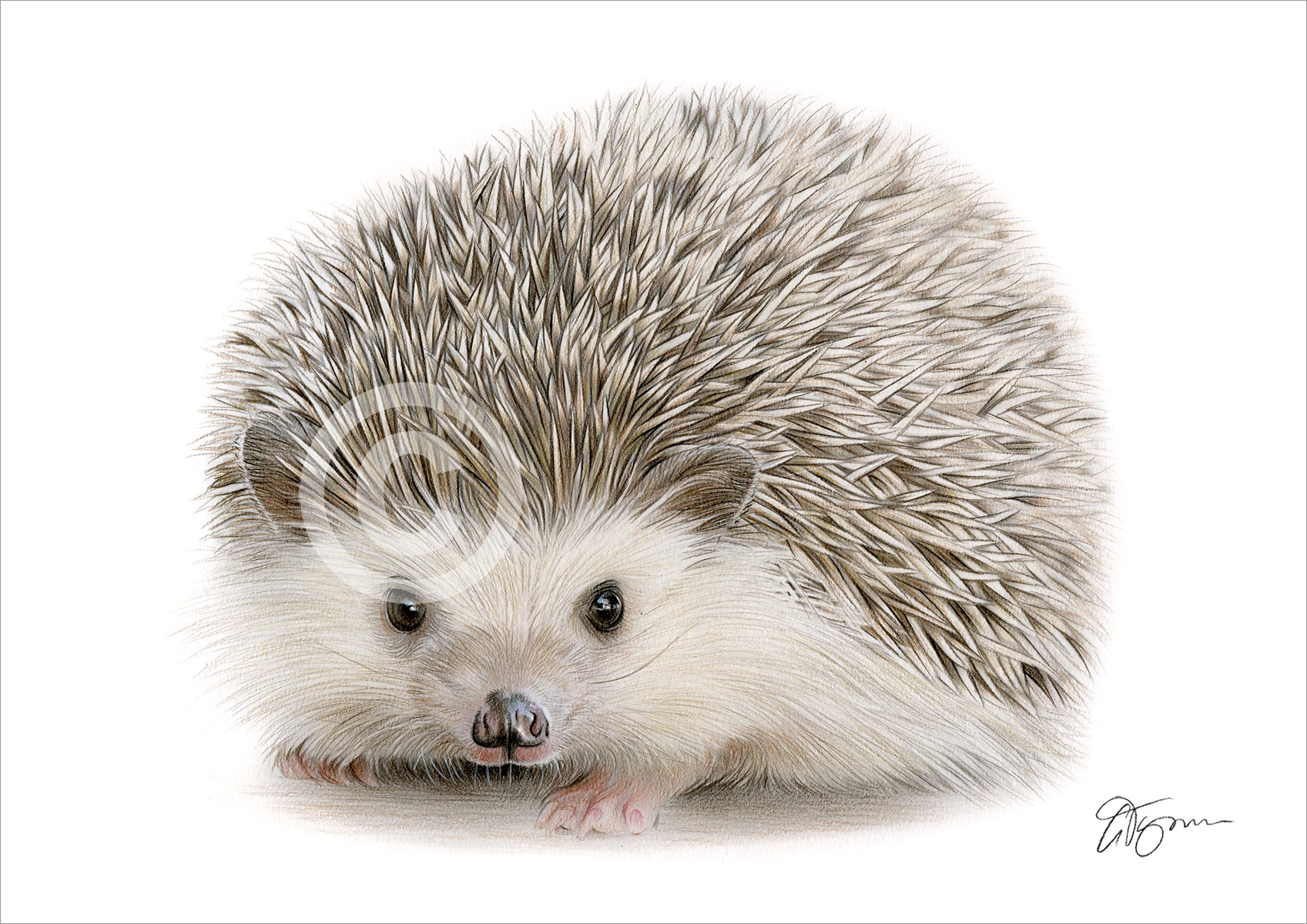 Colour pencil drawing of a Hedgehog Colour pencil drawing of a Hedgehog by artist Gary Tymon