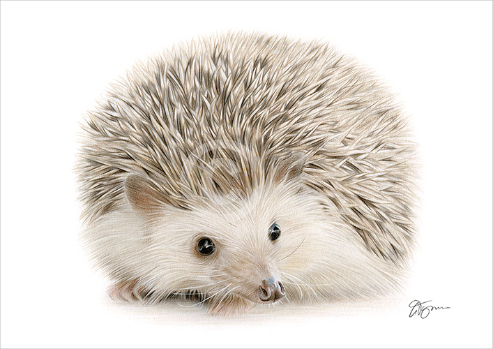 Pencil drawing of a hedgehog in colour