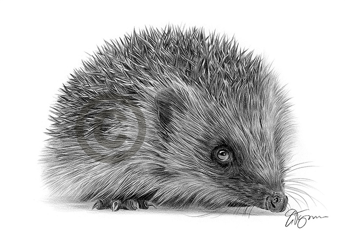 Pencil drawing of a young hedgehog