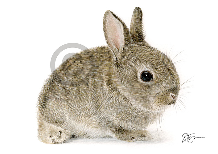 Pencil drawing of a rabbit in colour