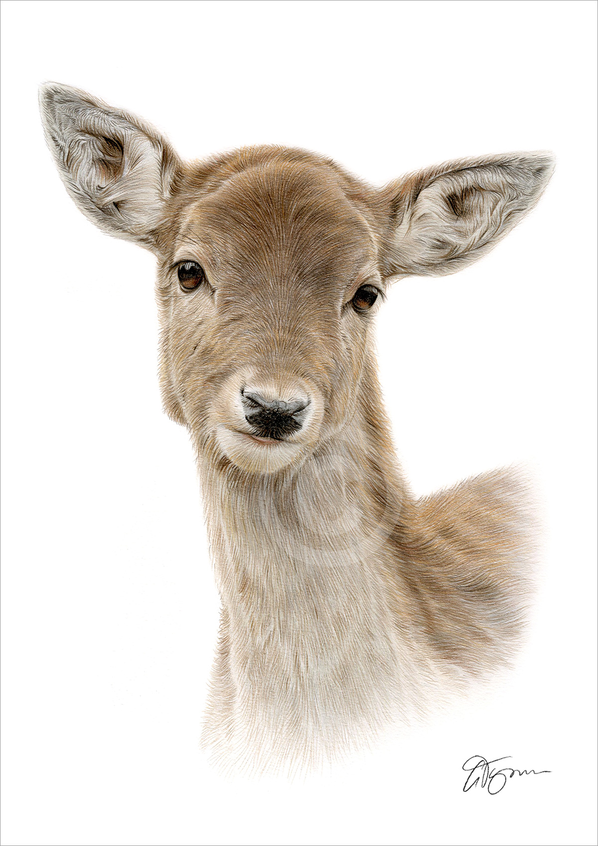 Colour pencil drawing of a Red Deer Colour pencil drawing of a Red Deer by artist Gary Tymon