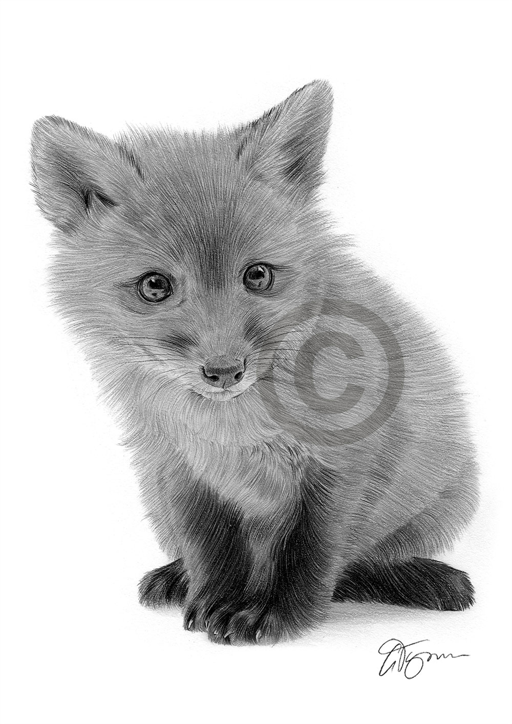 Pencil drawing of a Red Fox Cub Pencil drawing of a Red Fox Cub by artist Gary Tymon