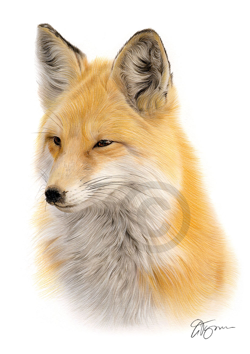 Colour pencil drawing of a Red Fox Colour pencil drawing of a Red Fox by artist Gary Tymon