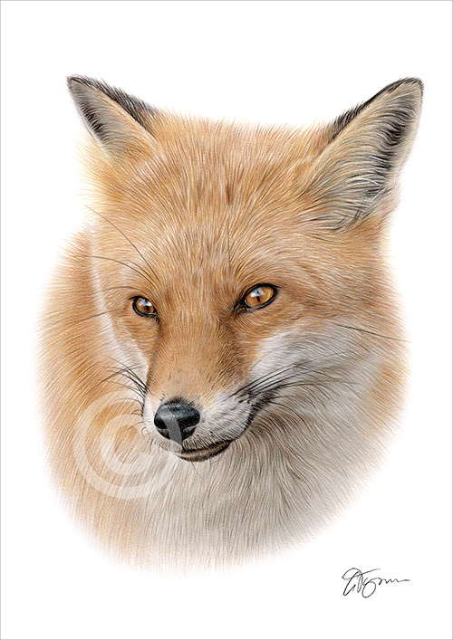 Colour pencil drawing of a red fox in portrait