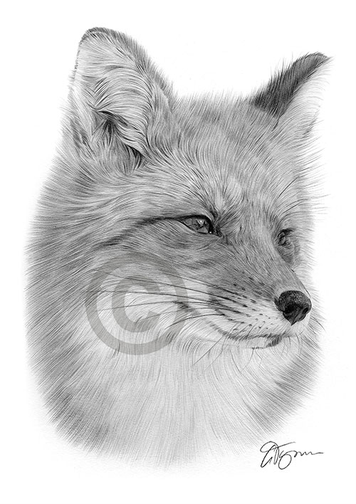 Pencil drawing of a red fox in portrait