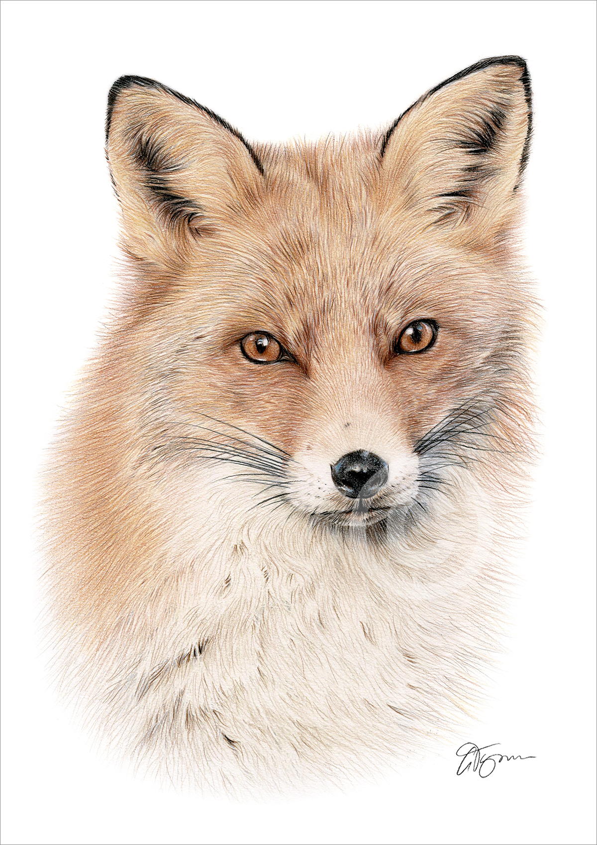 Colour pencil drawing of a Red Fox in portrait by artist Gary Tymon