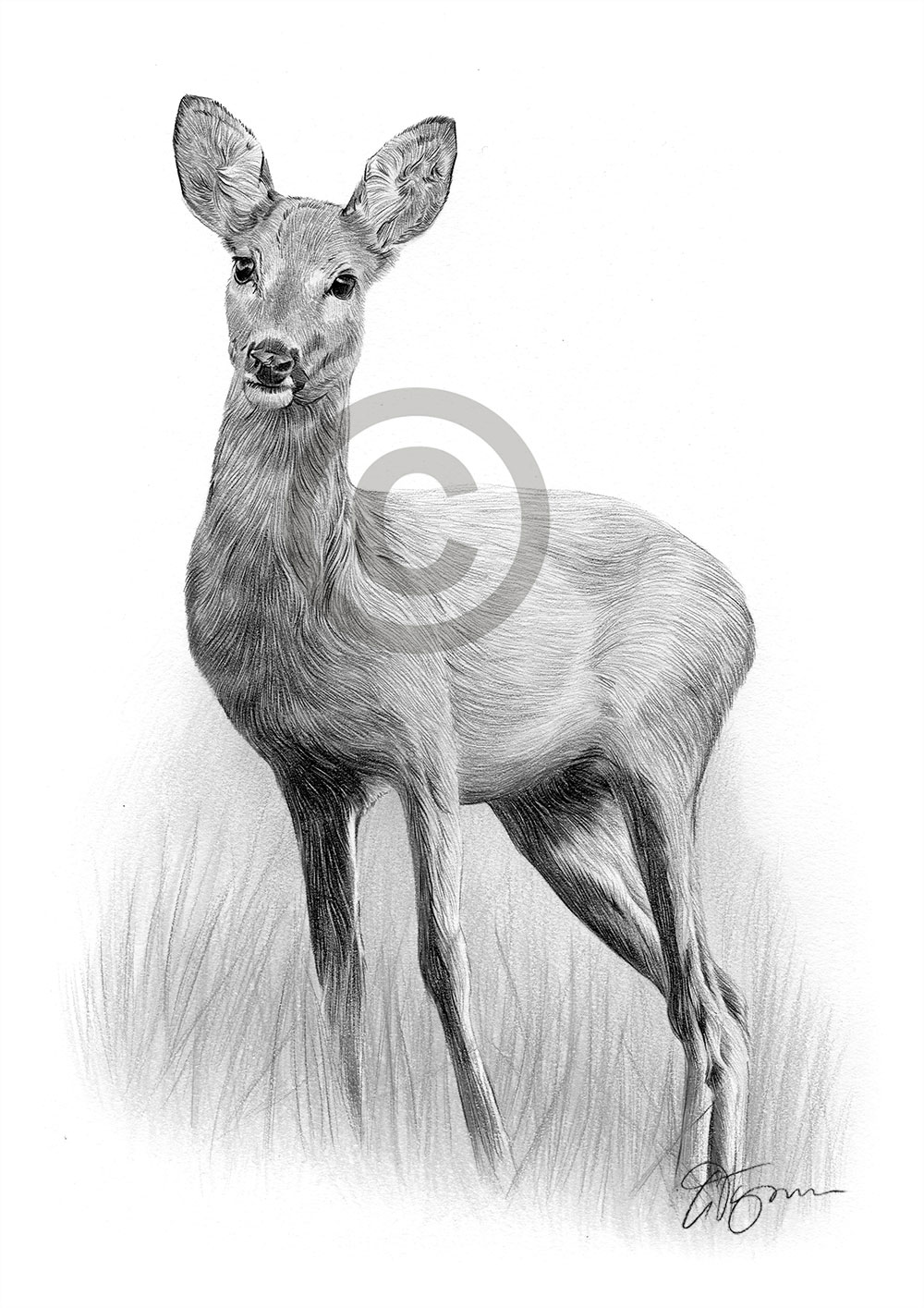 Pencil drawing of a Roe Deer Pencil drawing of a Roe Deer by artist Gary Tymon