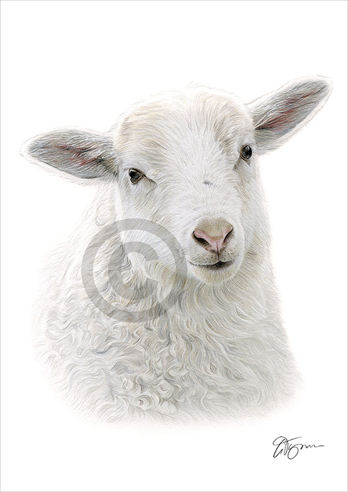 Pencil drawing of a sheep