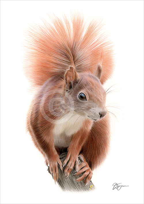 Pencil drawing of a red squirrel on a branch
