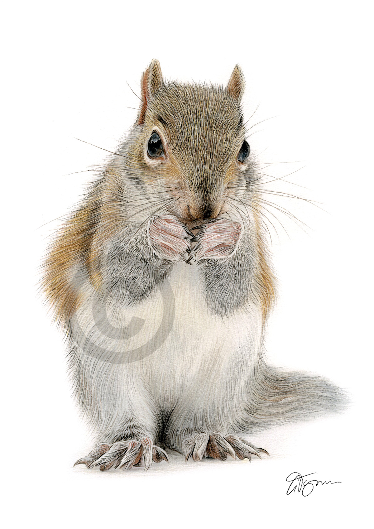 Colour pencil drawing of a young Red Squirrel Colour pencil drawing of a young Red Squirrel by artist Gary Tymon