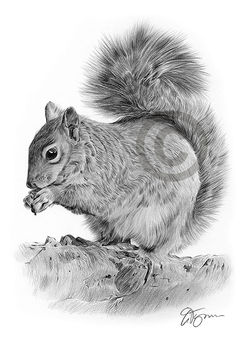 Pencil drawing of a grey squirrel in portrait