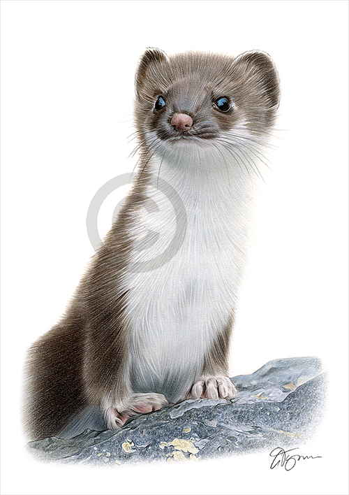 Pencil drawing of a weasel in colour