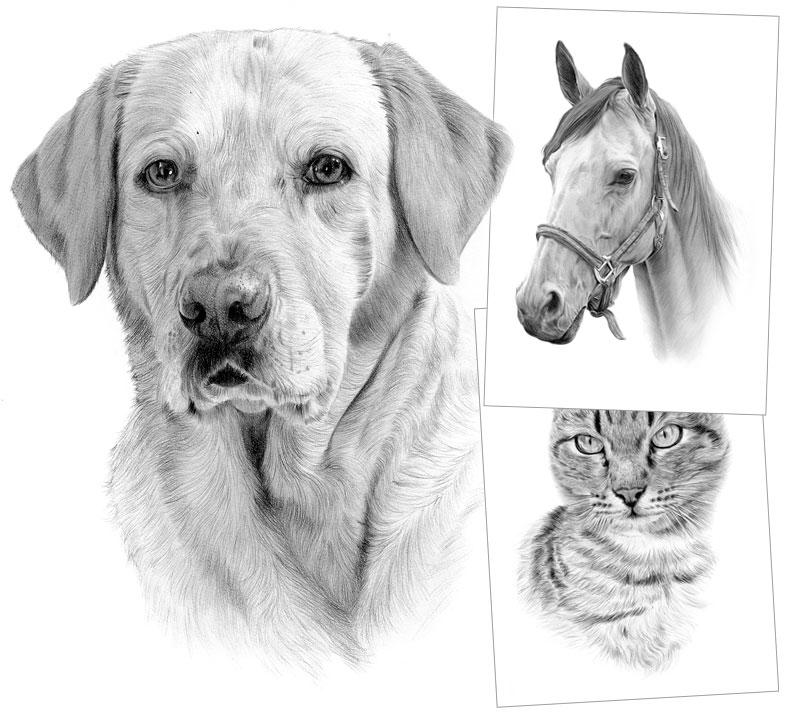 Pet portraits and pencil drawing commissions