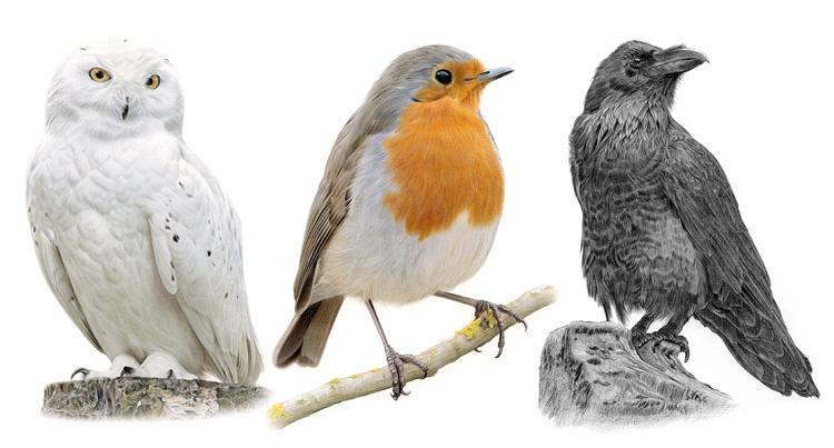 Print gallery for pencil drawings of birds