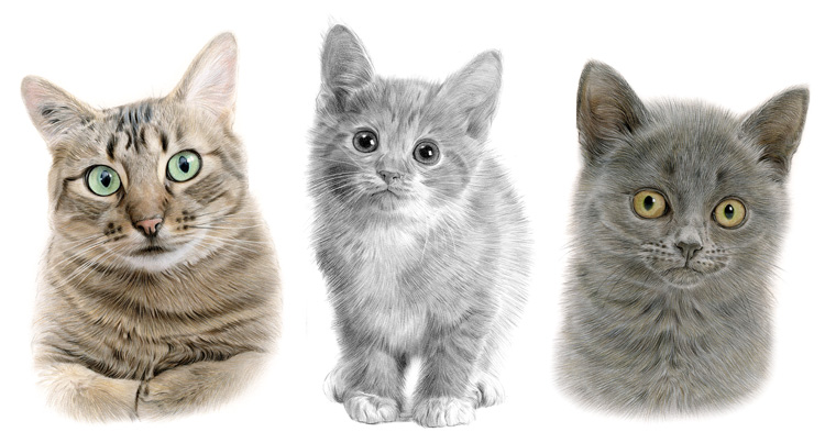 Print gallery for domestic cat pencil drawings