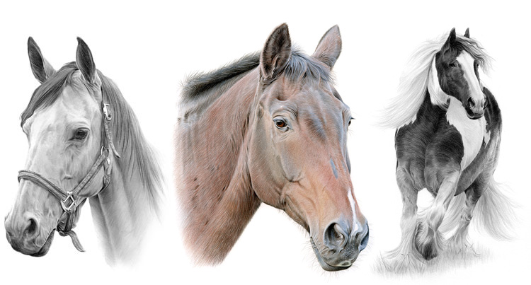 Print gallery for pencil drawings of horses